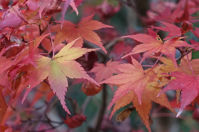 赤山禅院・紅葉　No26