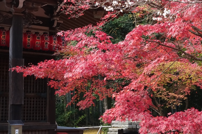 赤山禅院・紅葉　No27