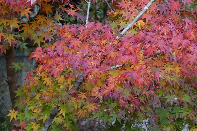 赤山禅院・紅葉　No29