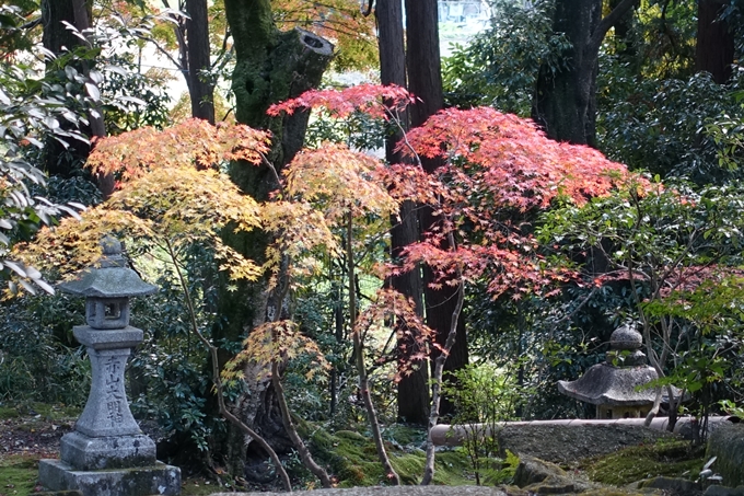 赤山禅院・紅葉　No35