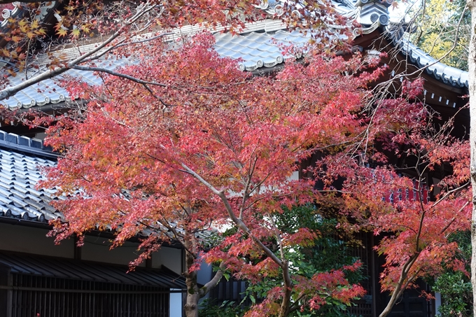 赤山禅院・紅葉　No33