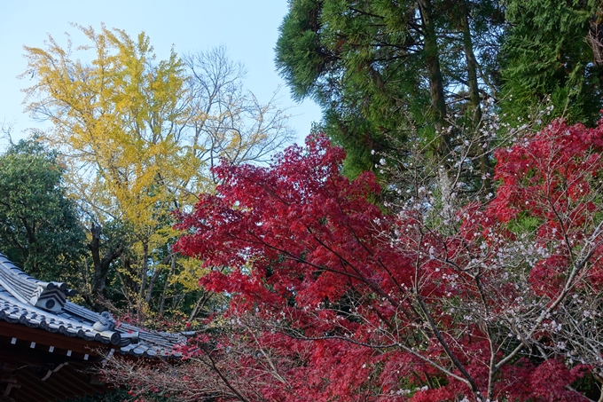 赤山禅院・紅葉　No32