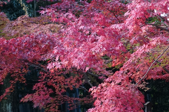 赤山禅院・紅葉　No34