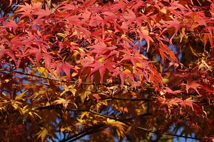 鷺森神社　No6