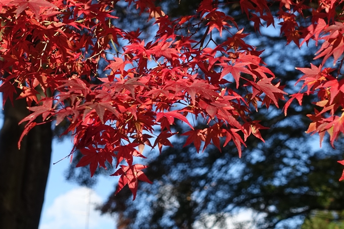 鷺森神社　No11