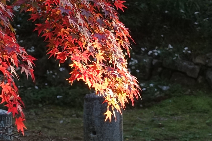 京都紅葉速報_12　No11