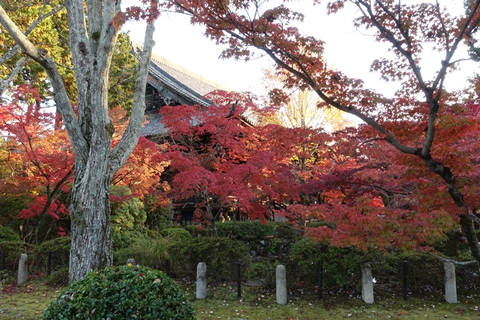 京都紅葉速報_12　No28