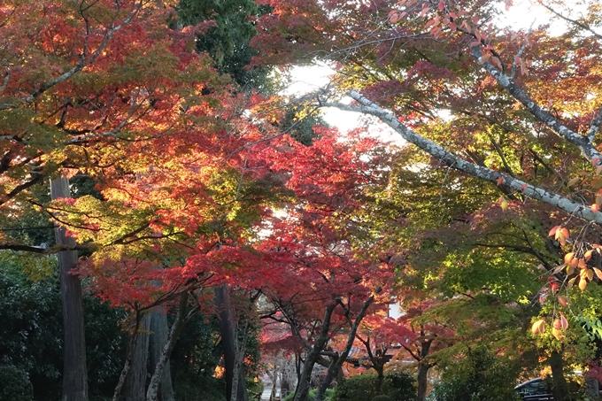 京都紅葉速報_12　No31