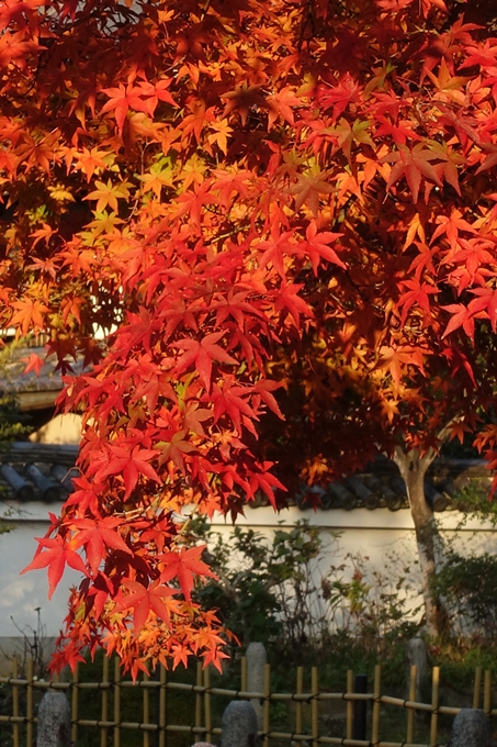 京都紅葉速報_12　No35