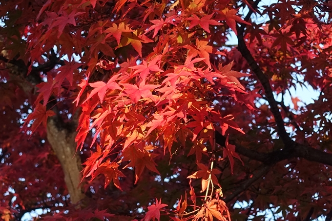 京都紅葉速報_12　No36