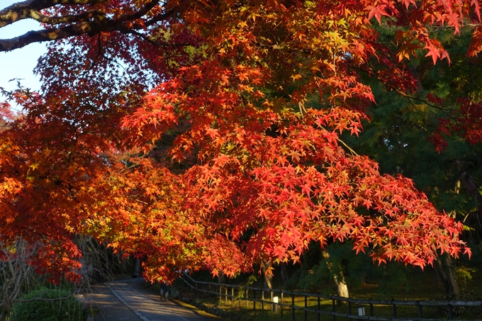 京都紅葉速報_12　No38