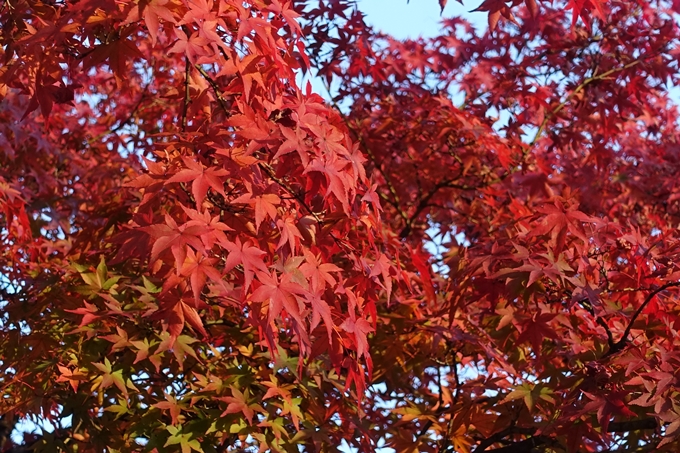 京都紅葉速報_12　No40