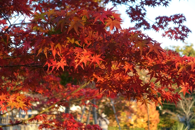 京都紅葉速報_12　No53