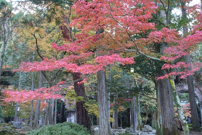 京都紅葉速報_13　No11