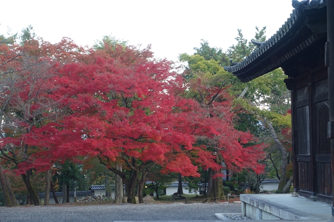 京都紅葉速報_13　No17