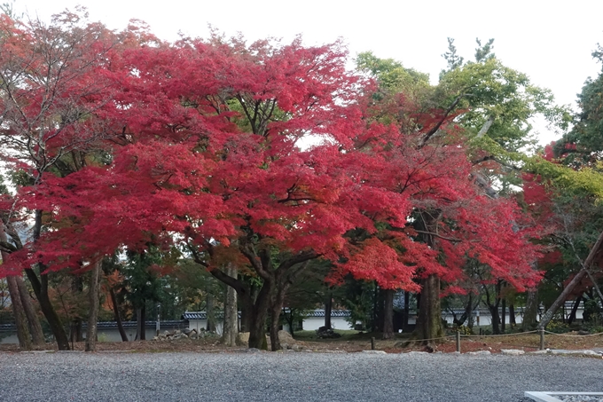 京都紅葉速報_13　No19