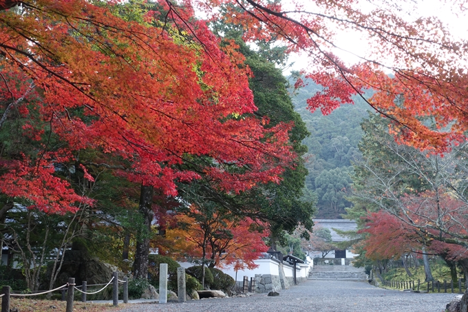 京都紅葉速報_13　No23