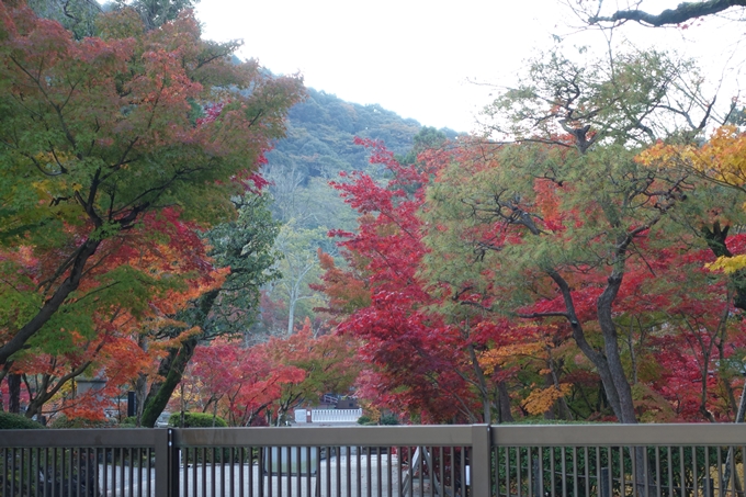 京都紅葉速報_13　No27