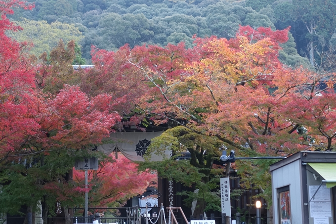 京都紅葉速報_13　No29