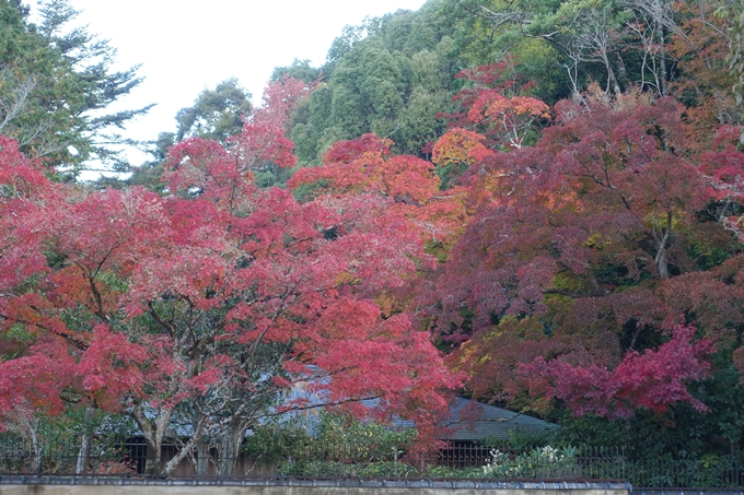 京都紅葉速報_13　No33