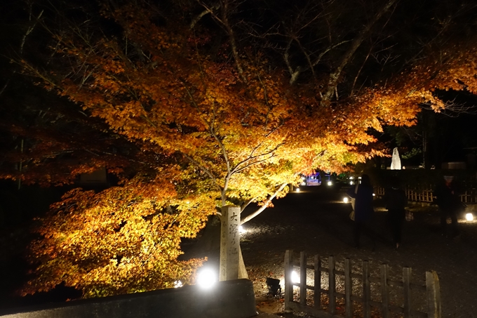 大覚寺　真紅の水鏡_No4