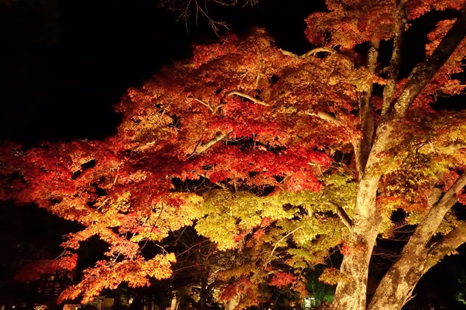 大覚寺　真紅の水鏡_No10