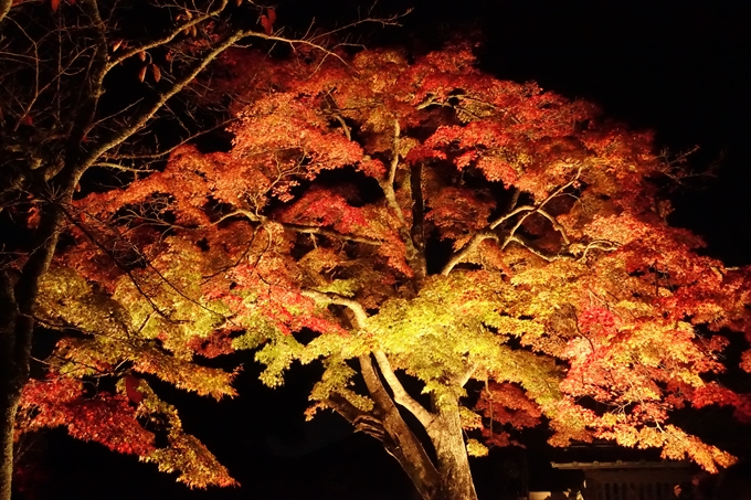 大覚寺　真紅の水鏡_No13