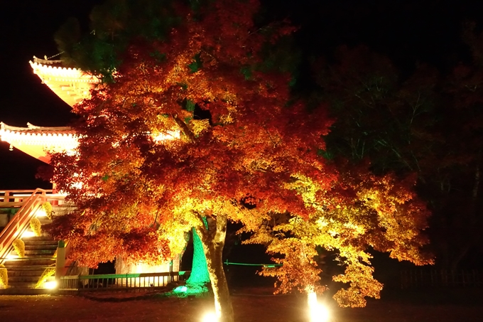 大覚寺　真紅の水鏡_No19