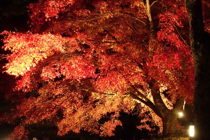 大覚寺　真紅の水鏡_No20