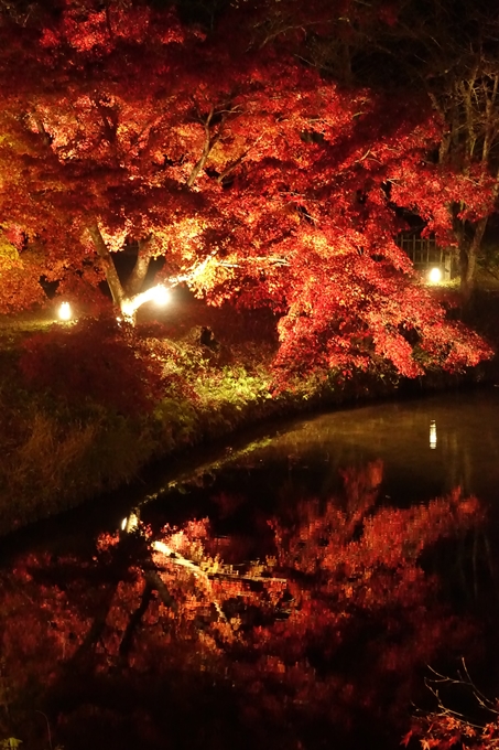 大覚寺　真紅の水鏡_No24