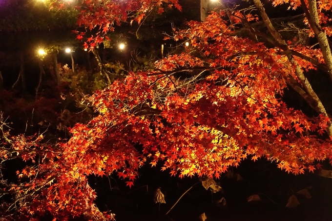 大覚寺　真紅の水鏡_No25