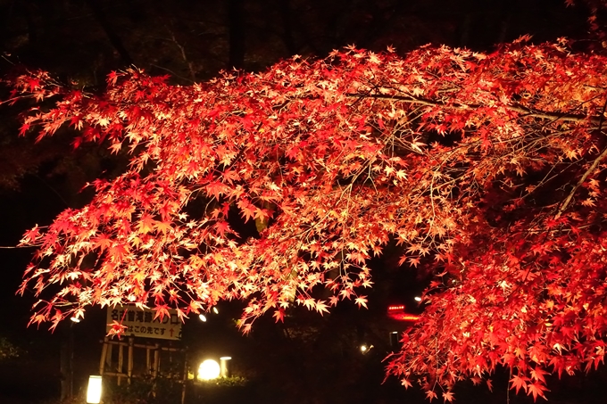 大覚寺　真紅の水鏡_No26