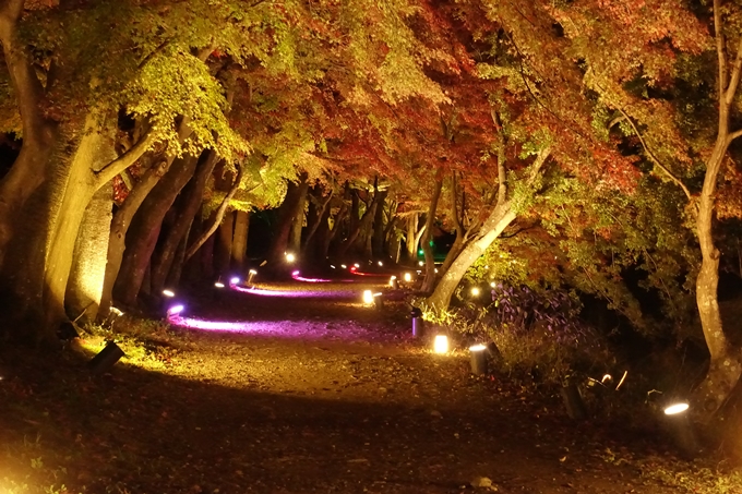 大覚寺　真紅の水鏡_No27