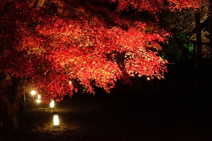 大覚寺　真紅の水鏡_No39