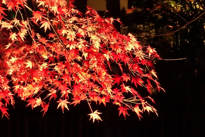 大覚寺　真紅の水鏡_No40