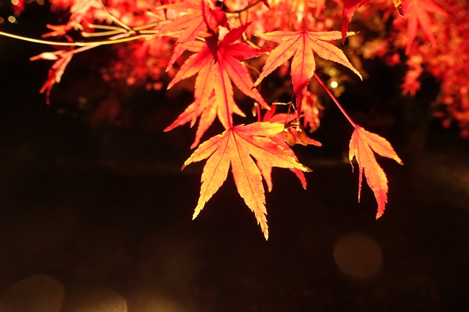 大覚寺　真紅の水鏡_No41