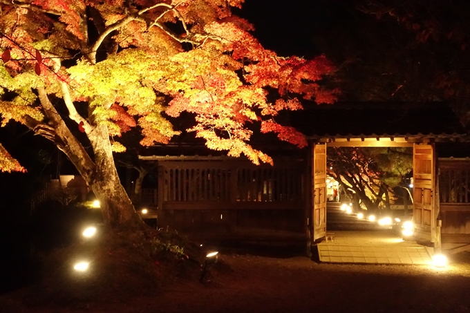 大覚寺　真紅の水鏡_No46