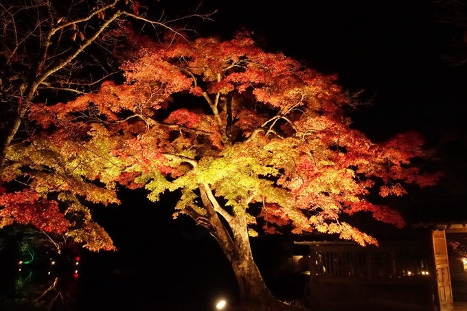 大覚寺　真紅の水鏡_No47