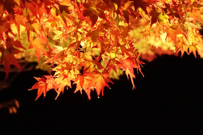 大覚寺　真紅の水鏡_No48