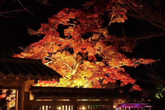 大覚寺　真紅の水鏡_No49