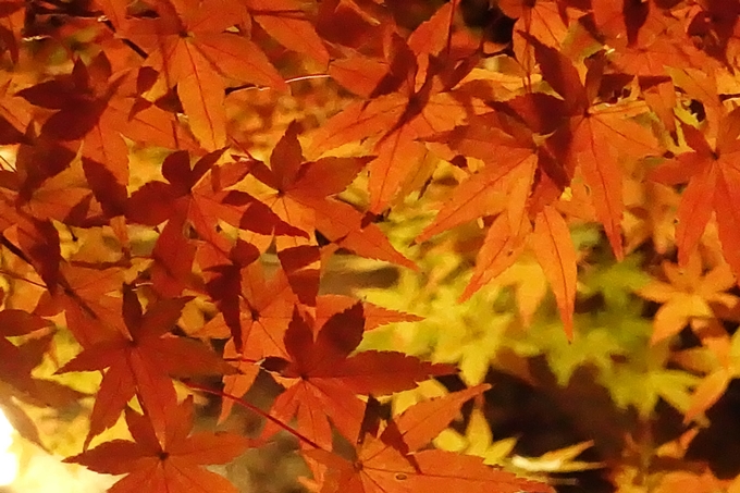 大覚寺　真紅の水鏡_No52