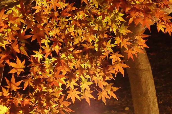 大覚寺　真紅の水鏡_No53