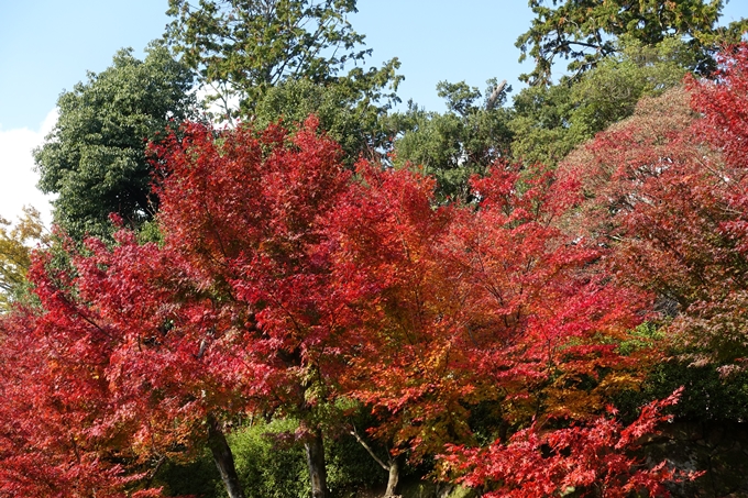 光明寺_紅葉2017　No19