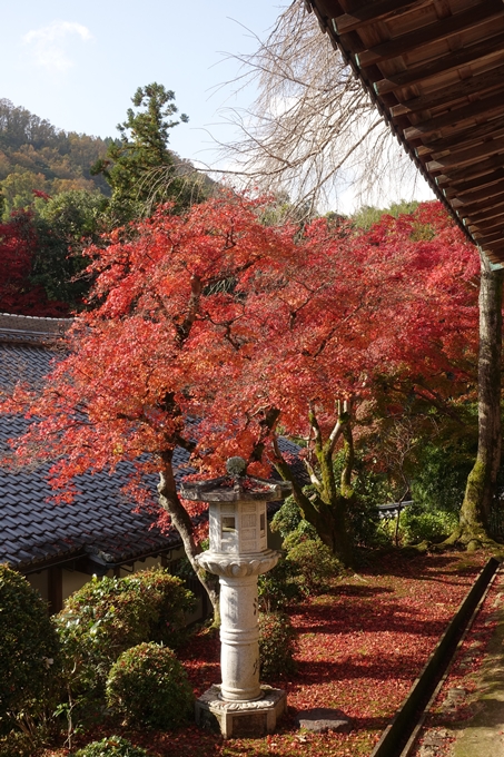 光明寺_紅葉2017　No28