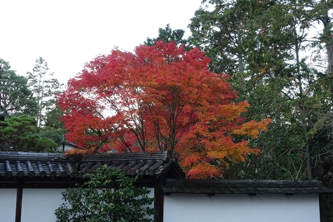 京都紅葉速報_14　No3