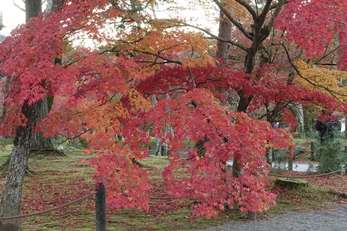 京都紅葉速報_14　No15