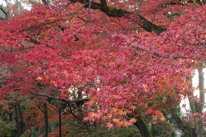 京都紅葉速報_14　No17