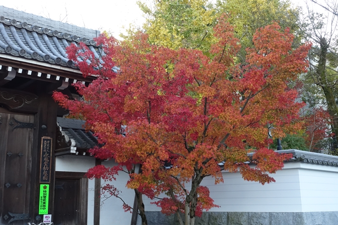 京都紅葉速報_14　No20