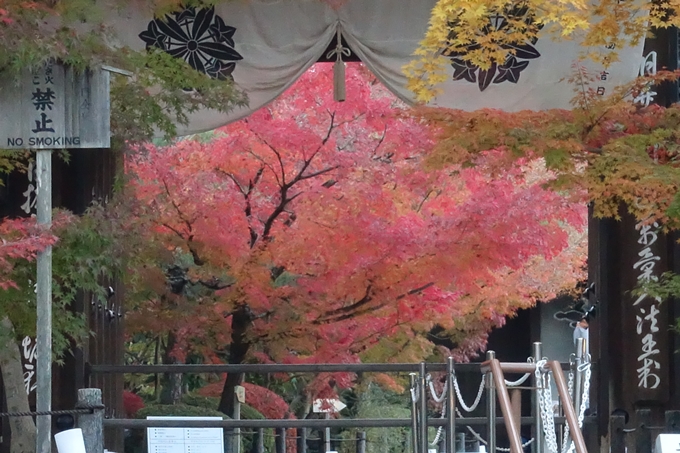 京都紅葉速報_14　No26