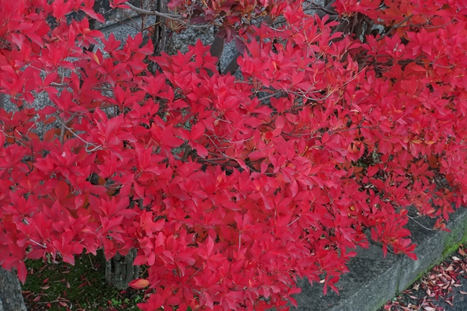 京都紅葉速報_14　No28